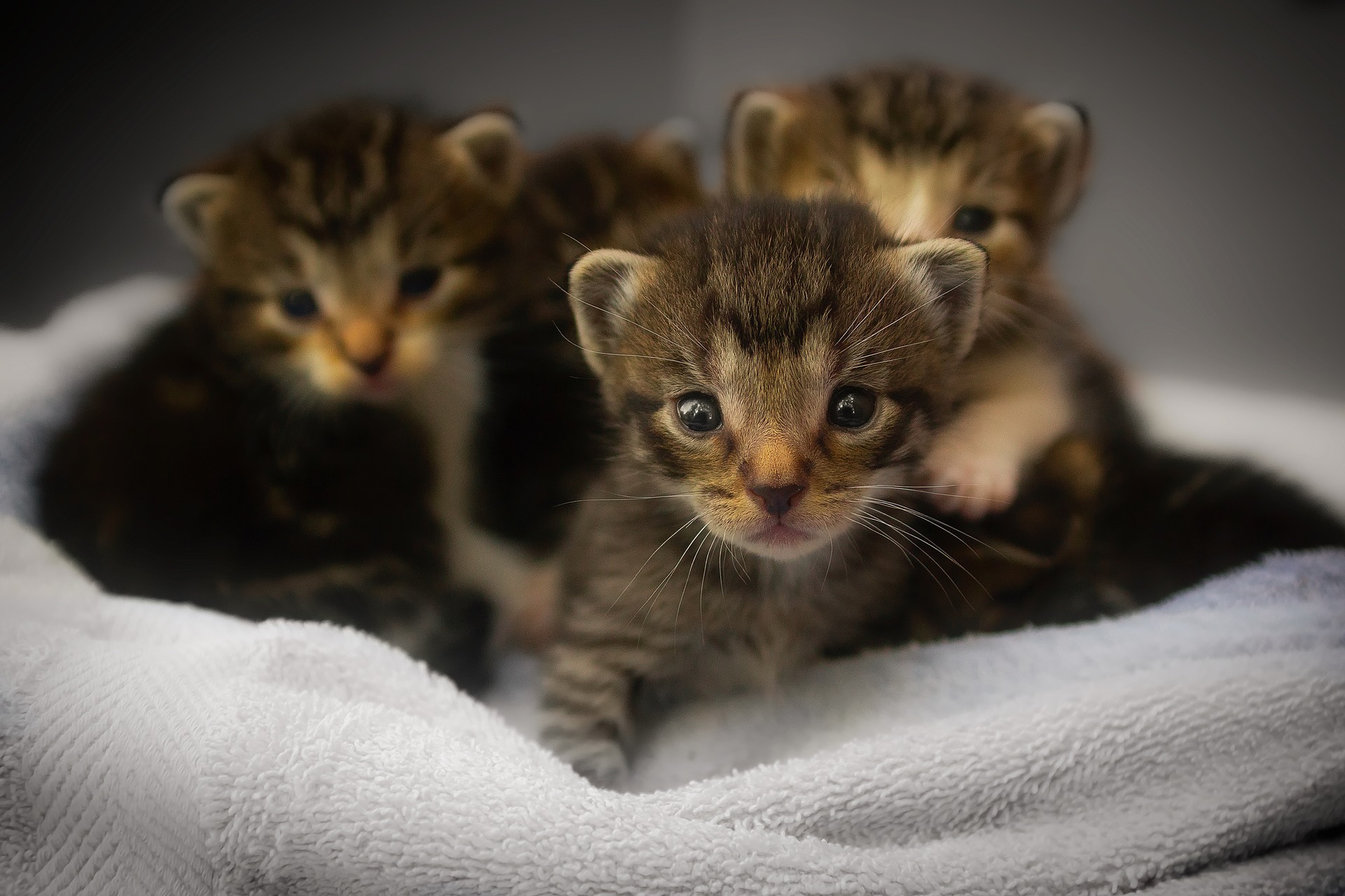 The 6 Cat Life Stages Face Foundation Blog