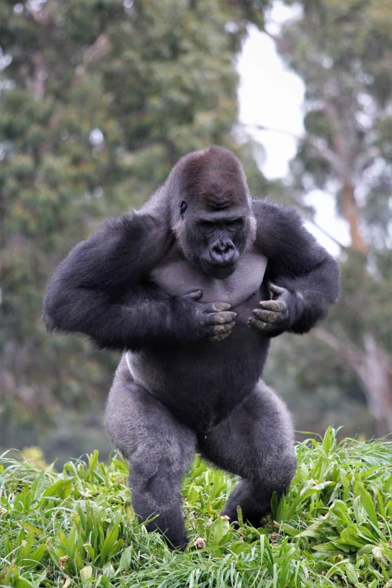 Gorilla images