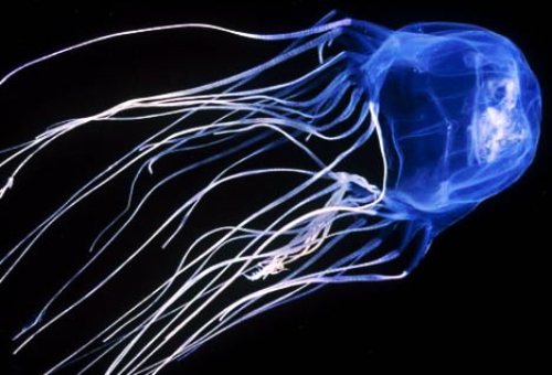 Box Jellyfish Information QQMCUO