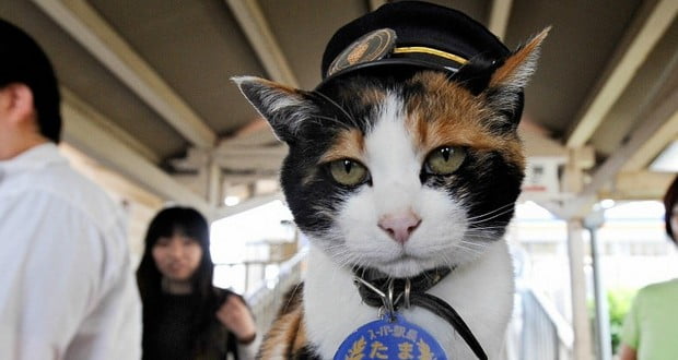 Tama cat