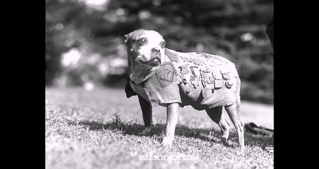 Sergeant Stubby