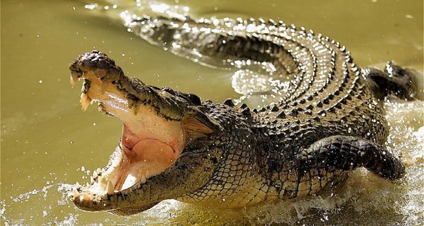 Ancient crocodiles
