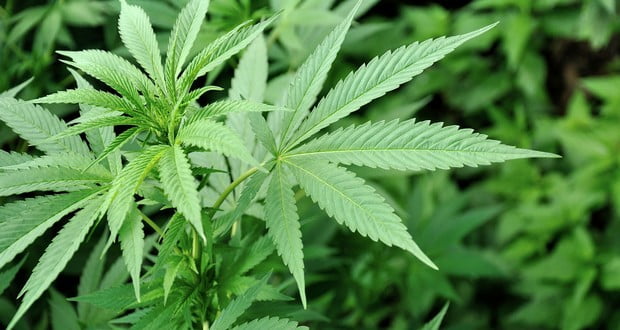 Marijuana