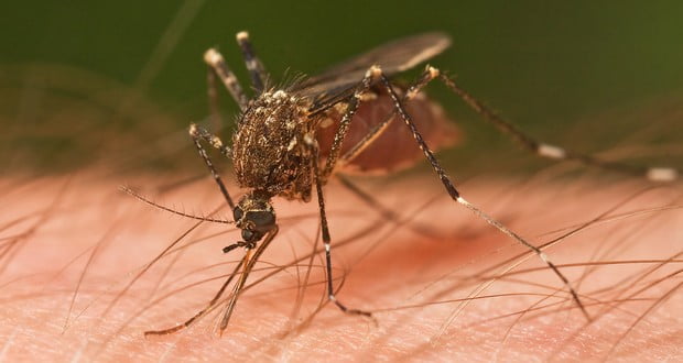 Mosquitoes immunity
