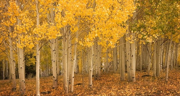 Pando Forest