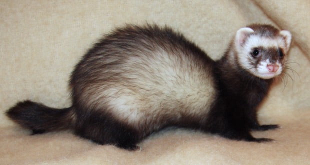 Ferret