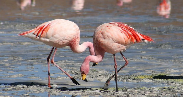 Flamingos