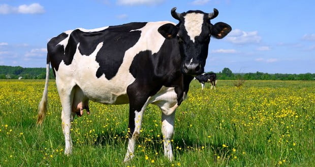 Cows