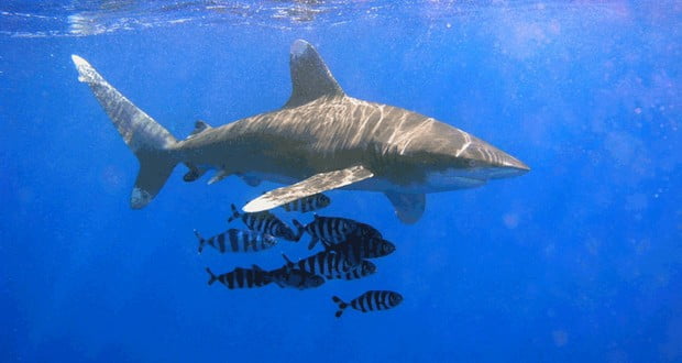 Oceanic whitetip shark