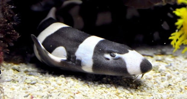 Bamboo sharks