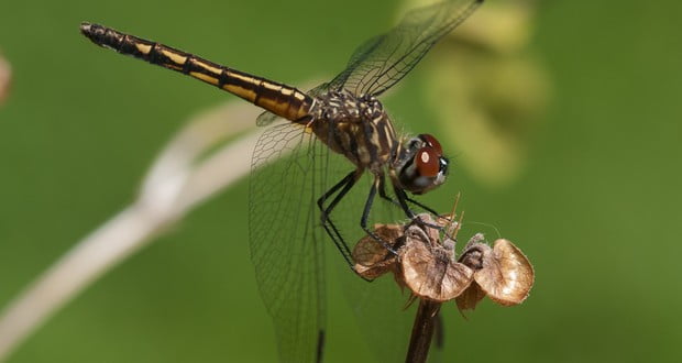 Female dragonflies