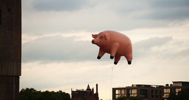 Pink Floyd pigs