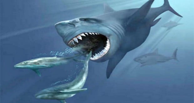 Megalodon