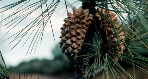 Knobcone pine