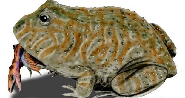 Beezelbufo