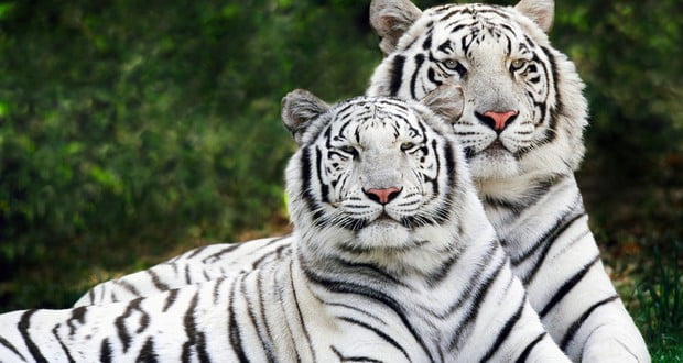 White Tigers