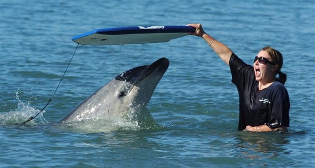 Moko dolphin