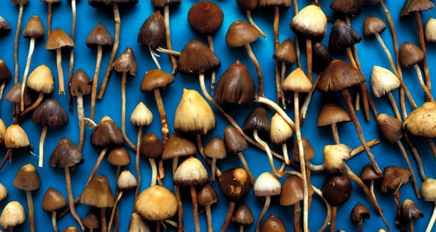 Psychedelic mushrooms