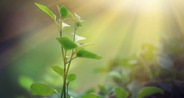 Plants