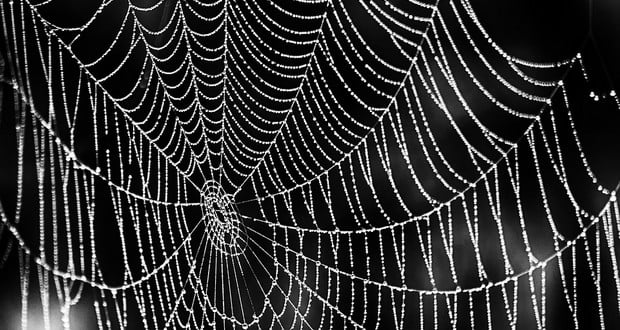 Cobweb