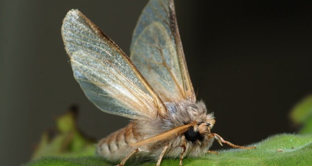 Moths