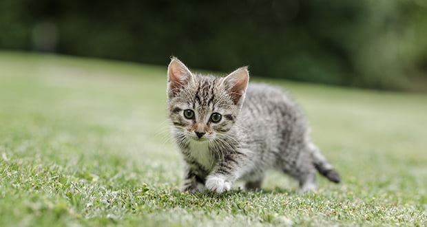 Cats