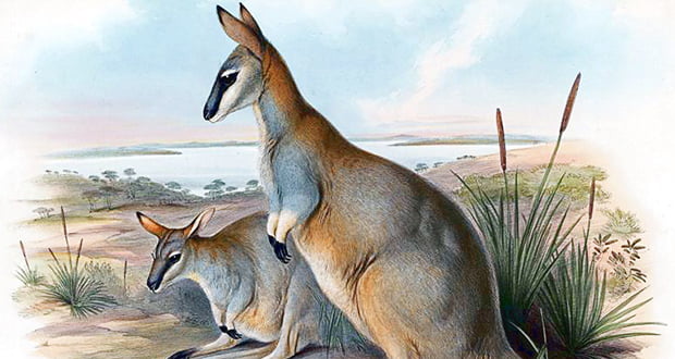 Toolache Wallaby