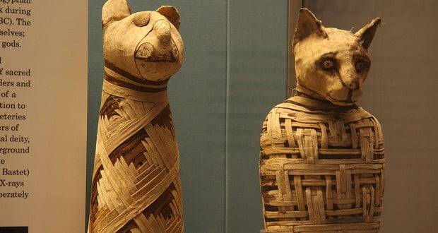 Mummified cats