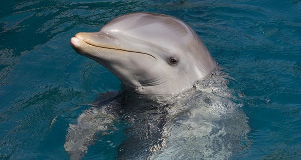 Bottlenose and Guyana dolphins