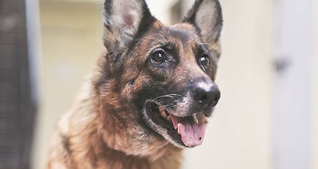 Police dogs 