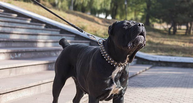 Dog collars