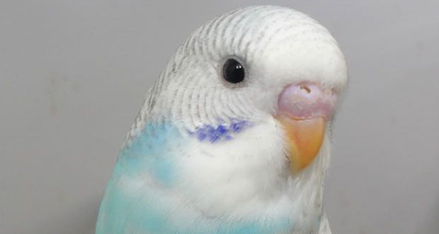 Puck