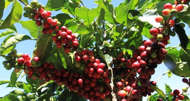 Coffee cherry