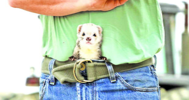 Ferrets