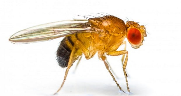 Male fruit flies