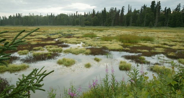 Bog
