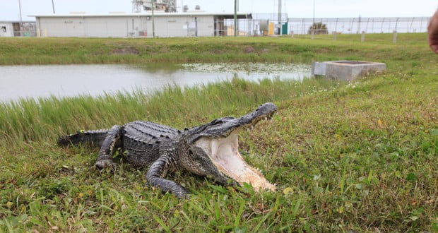 Alligators