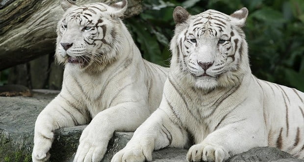 White tigers 