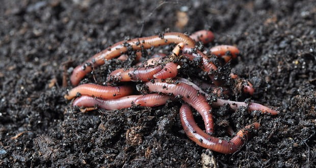 Worms