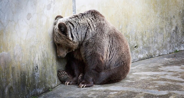 Zoochosis