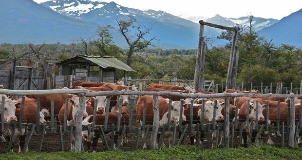 Cattle ranches