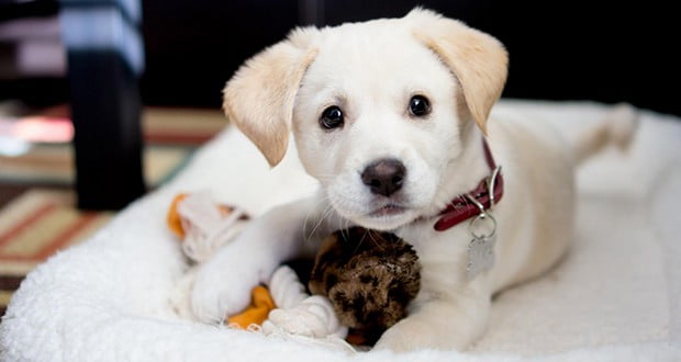 Dogs | Fact# 11179 | FactRepublic.com