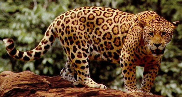 Jaguar