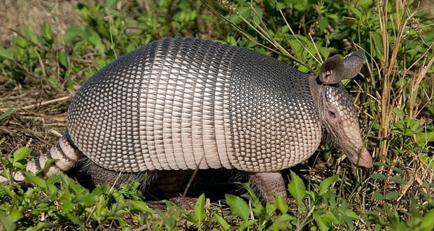 Armadillo