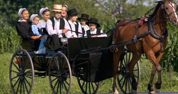 Amish population 