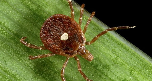 Lone Star Tick