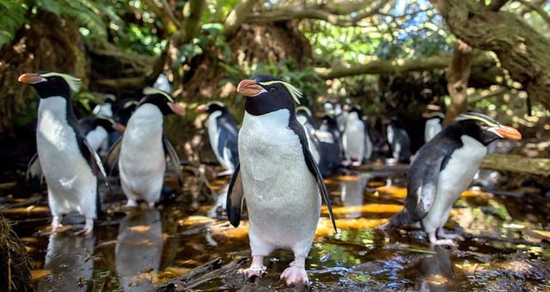 Penguins