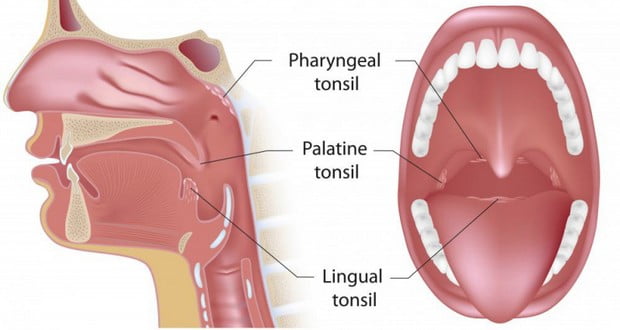 Tonsils
