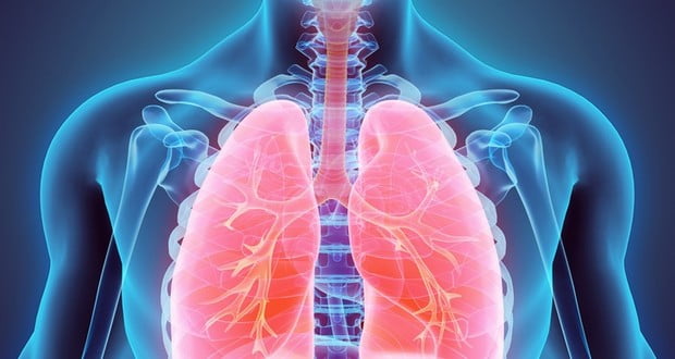 Lungs