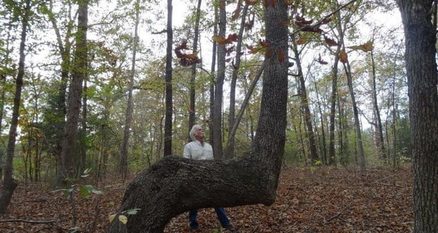 Bent trees